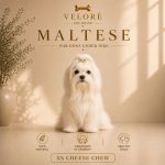 maltezer - sir za pse