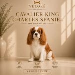 cavalier king - sir za pse