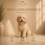 mini labradudli - sir za pse